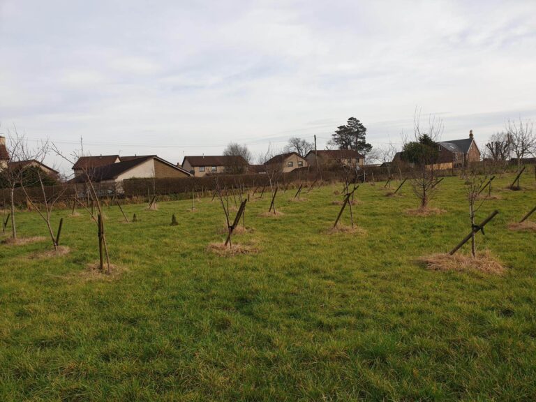 123vPc-Carbon Offset- Orchard
