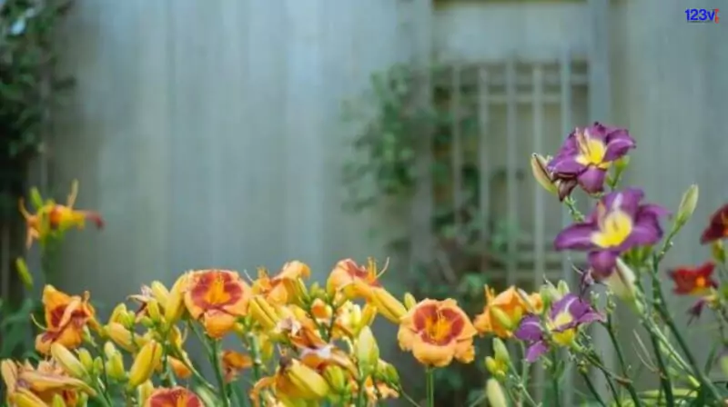 https://www.123v.co.uk/wp-content/uploads/plants-header-2-1.jpg