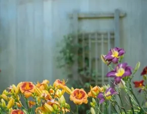 Plants to grow under your garden canopy